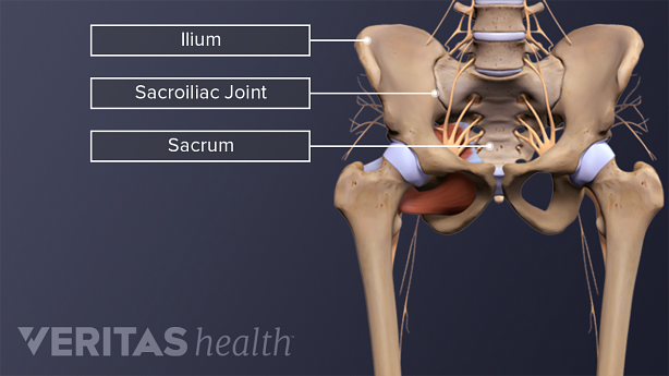 An illustration showing anatomy of sacroiliac joint in the pelvis.